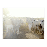 LIVING TOGETHER - WHITE COWS FAMILY (Print Only) thumbnail