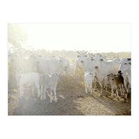 LIVING TOGETHER - WHITE COWS FAMILY (Print Only)