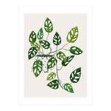 Monstera Obliqua Plant (Print Only) thumbnail