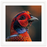 Close Up Pheasant Bird