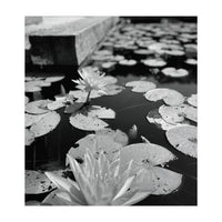 Lotus Pond | Black & White Portrait (Print Only)