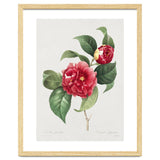 Pierre-Joseph Redouté – Finest Flowers and Fruits (1833) thumbnail