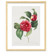 Pierre-Joseph Redouté – Finest Flowers and Fruits (1833)