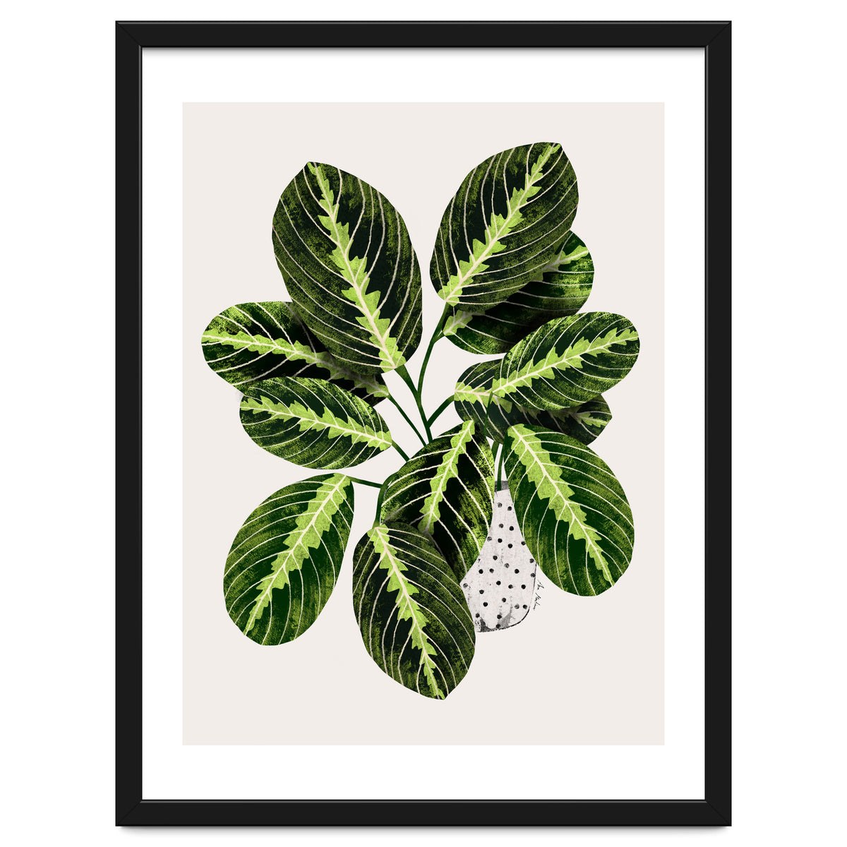 Maranta Plant