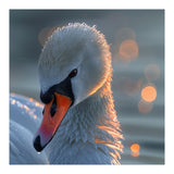 Close Up Of A Swan With Water Droplets (Print Only) thumbnail