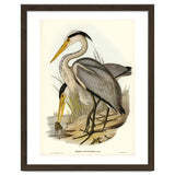 Elizabeth Gould – Great Grey Heron (Ardea leucophaea) | Birds of Australia Illustration thumbnail