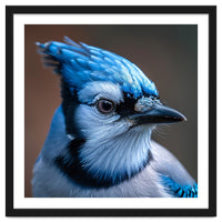 Close Up Portrait Of A Blue Jay Bird