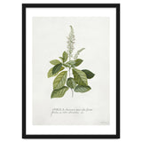 Georg Dionysius Ehret – Cinnamomum Illustration (1708–1770) thumbnail