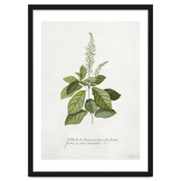 Georg Dionysius Ehret – Cinnamomum Illustration (1708–1770)