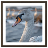 Majestic Swan Portrait In Snowy Waters thumbnail