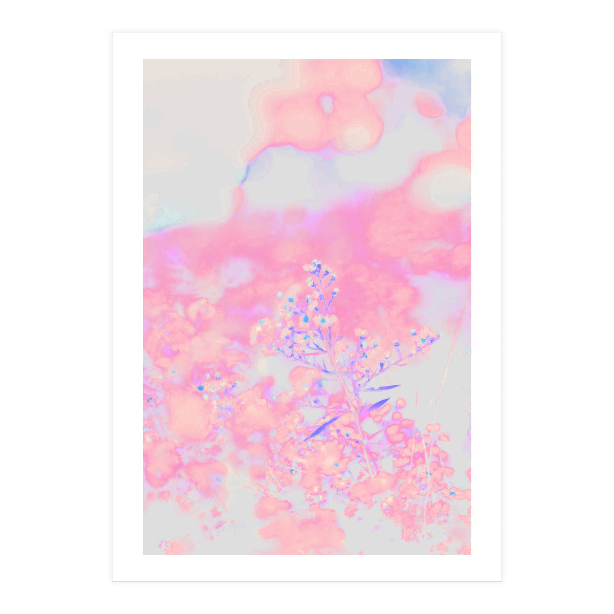 Chamomile (Print Only)