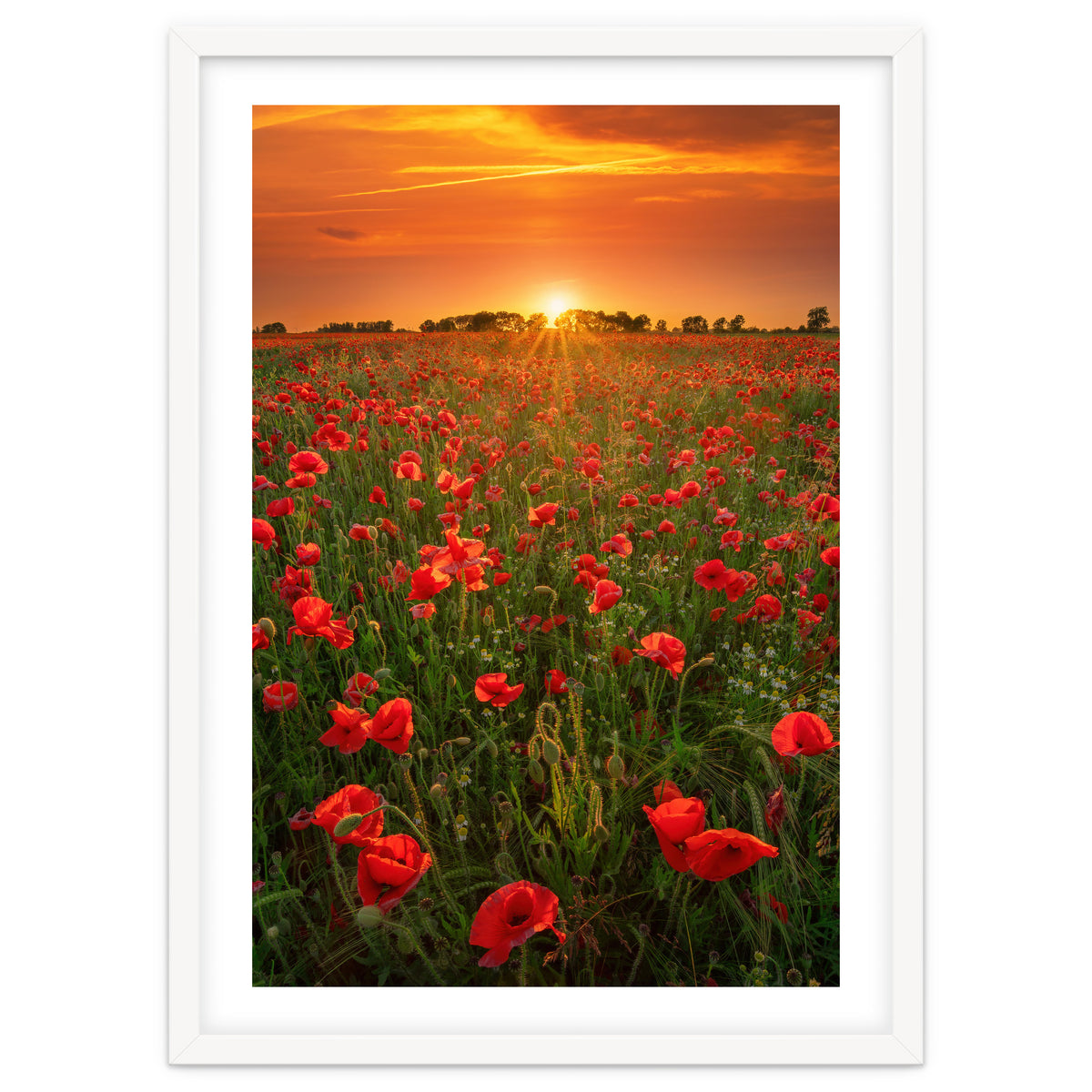 Poppies At Sunset