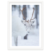 White Reindeer