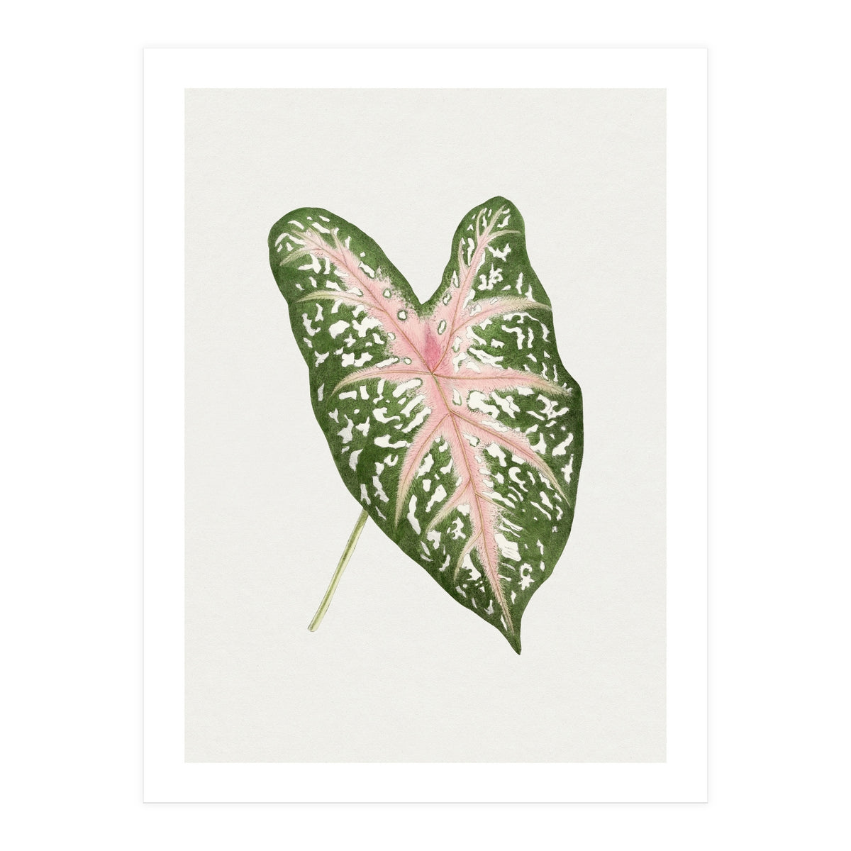 Caladium ‘Carolyn Whorton’ Leaf (Hand Drawn Illustration) (Print Only)