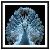 Majestic White Peacock Displaying Its Feathers thumbnail