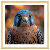 Close Up Of A Kestrel Bird Of Prey Portrait