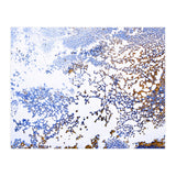 Coral Blooming (Print Only) thumbnail