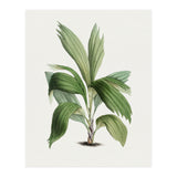 Areca Palm (Hand Drawn Botanical Illustration) (Print Only) thumbnail