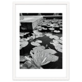 Lotus Pond | Black & White Portrait thumbnail