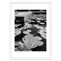 Lotus Pond | Black & White Portrait