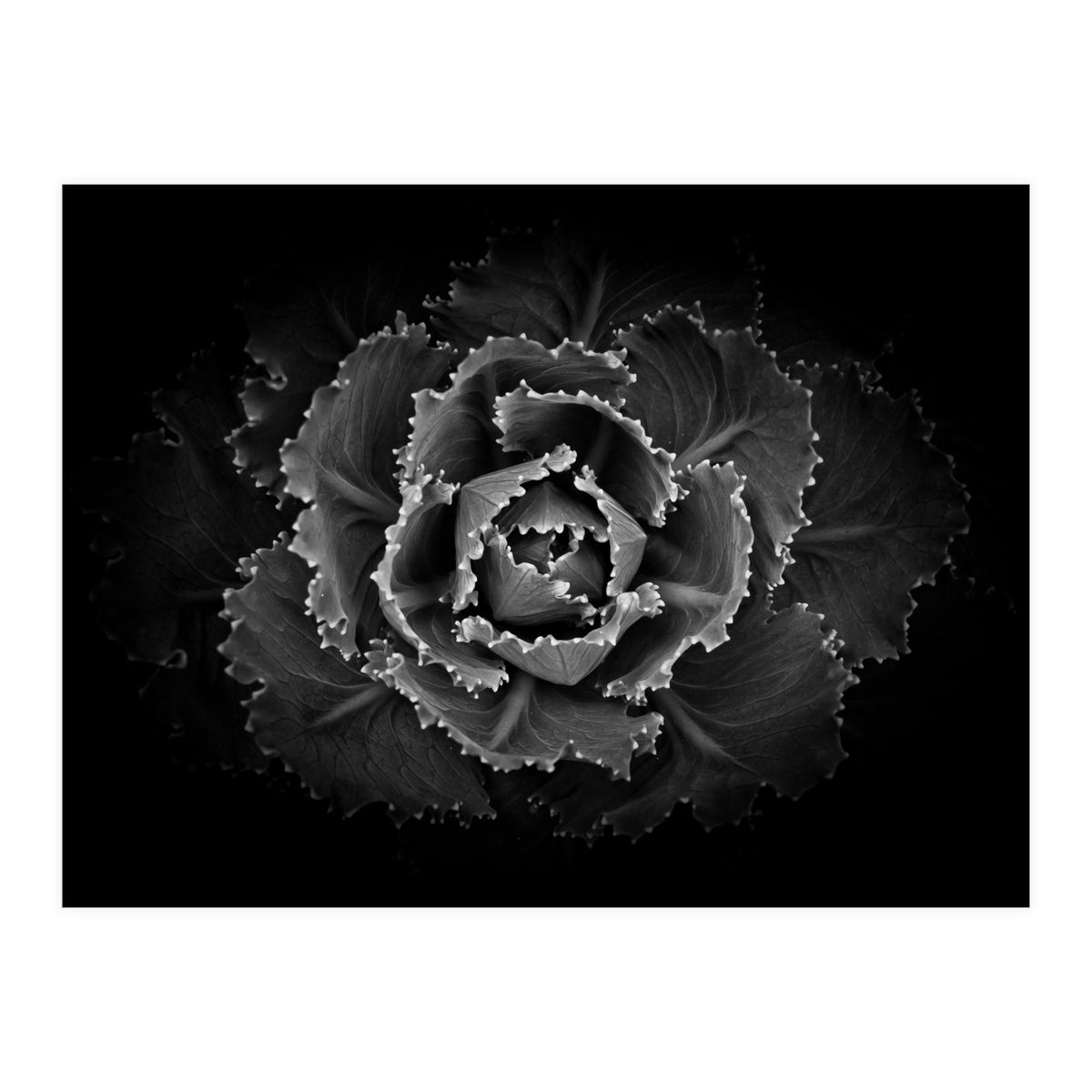 Backyard Flowers In Black And White No 101 (Print Only)