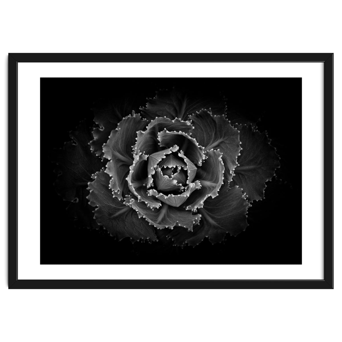 Backyard Flowers In Black And White No 101