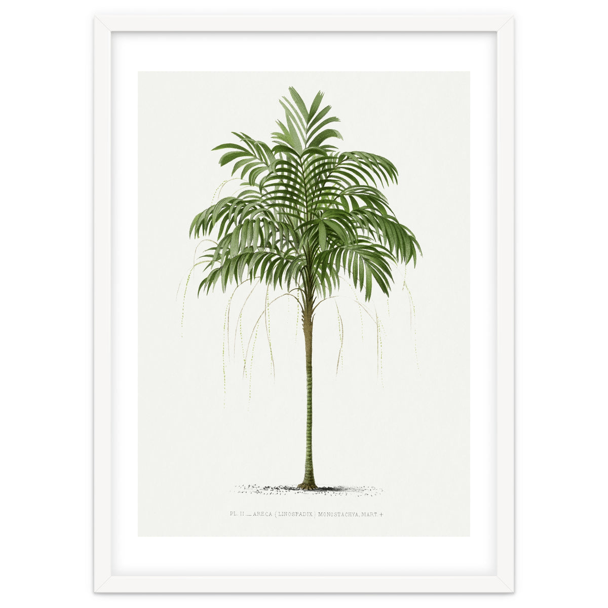 Oswald de Kerchove de Denterghem – Vintage Palm Tree Illustration (1878)
