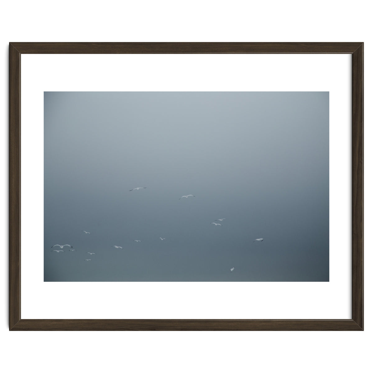 Flying Segulls in thet winter sky