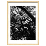 Tree Black Silhouette thumbnail