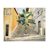 Lisbon Palm Tree (Print Only) thumbnail