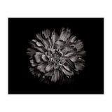 Backyard Flowers In Black And White No 79 (Print Only) thumbnail