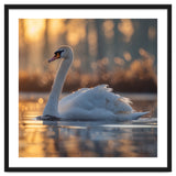 Majestic Swan Gliding On Water At Sunset thumbnail