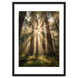 Ethereal Redwood Sanctuary: Sunbeams in the Ancient Forest thumbnail