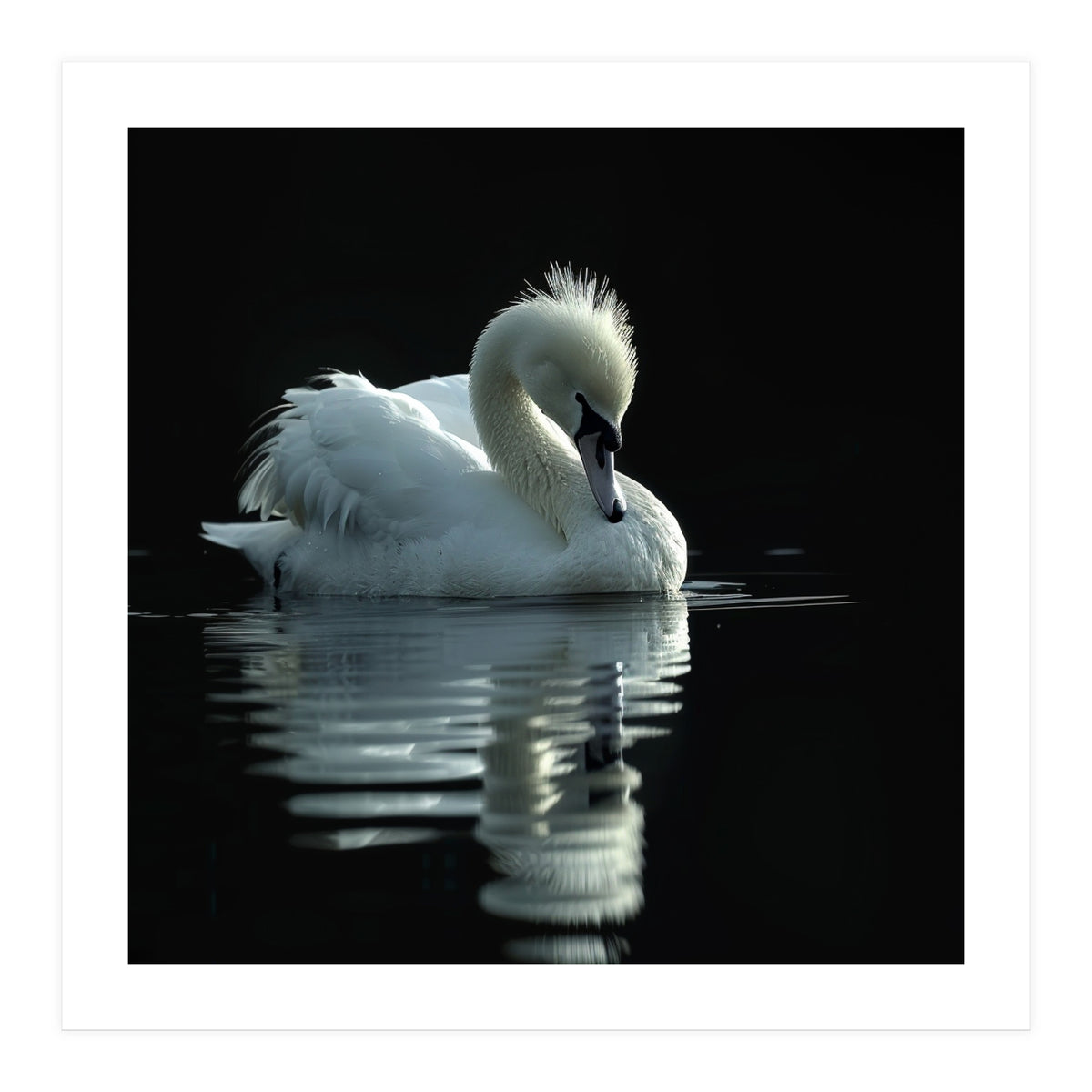 White Swan Gracefully Swimming In Dark Water (Print Only)