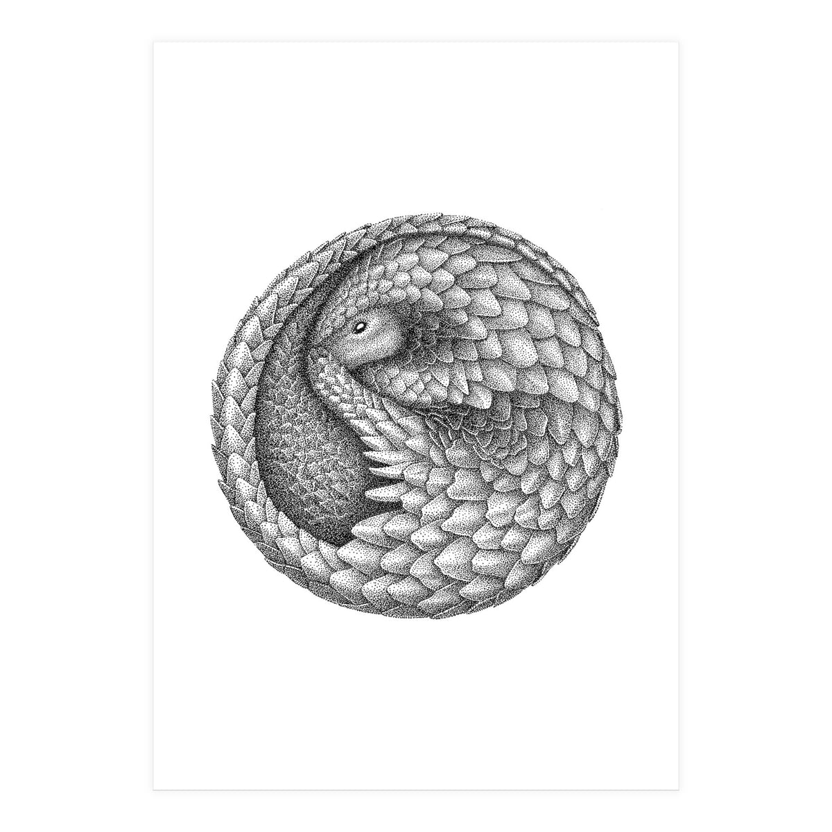 Pangolin no. 2 (Print Only)