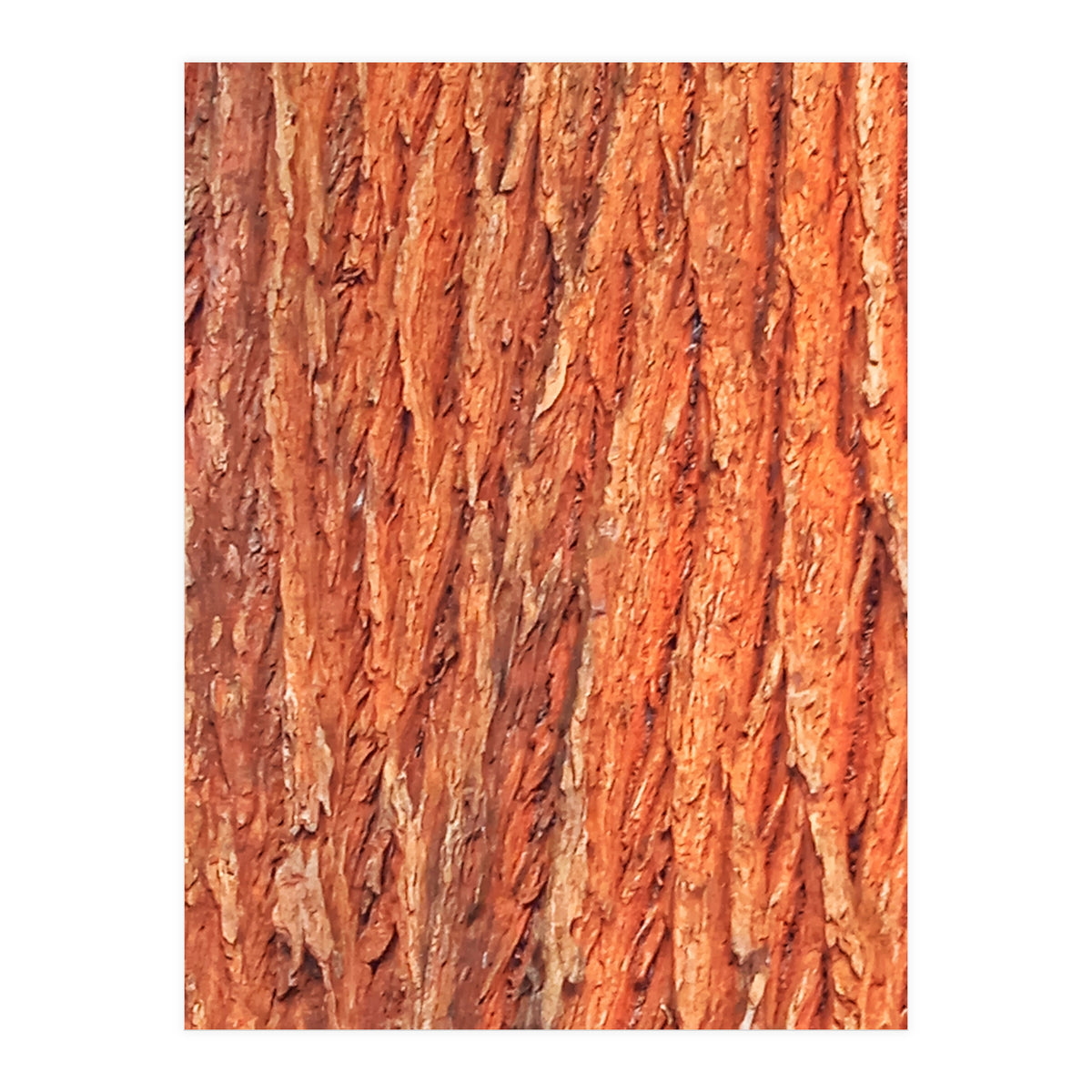 Tree Bark (Print Only)
