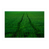 Track and Field (Print Only) thumbnail
