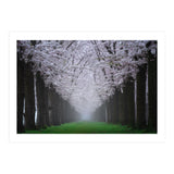 Cherry trees in the fog (Print Only) thumbnail