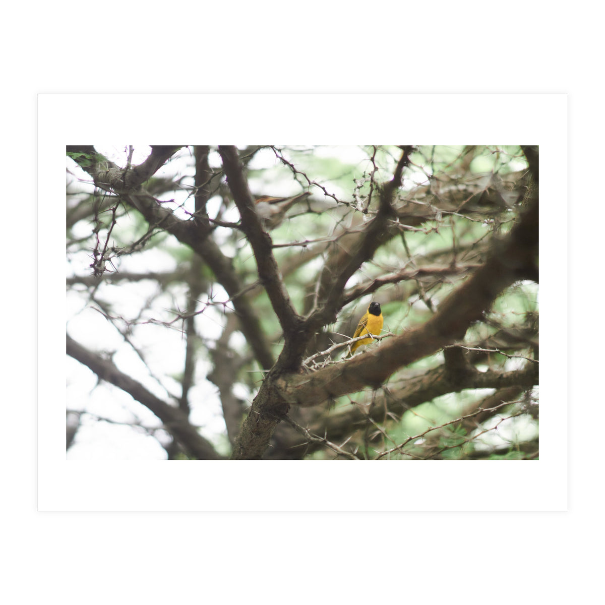 Mini sun (Print Only)