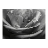 Ethereal Monochromatic Rose Petal Macro (Print Only) thumbnail