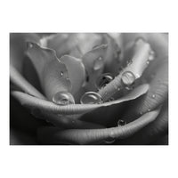 Ethereal Monochromatic Rose Petal Macro (Print Only)