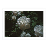 Dark Paradise (Print Only) thumbnail