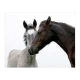 Two Horses (Print Only) thumbnail