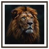 Majestic Lion Portrait In Gentle Rain thumbnail