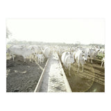 LIVING TOGETHER - WHITE COWS FAMILY (Print Only) thumbnail