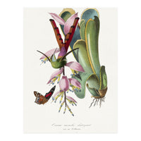 Paul Gervais – Hummingbird Painting (1842) (Print Only)