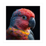 Close Up Parrot Face Red Blue Yellow Plumage (Print Only) thumbnail