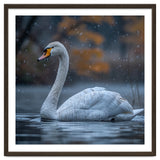 Swan Floating Gracefully On Water In Autumn thumbnail