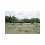 Cows in the farm (Print Only) thumbnail