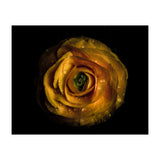 Backyard Flowers No 72 Color Version (Print Only) thumbnail